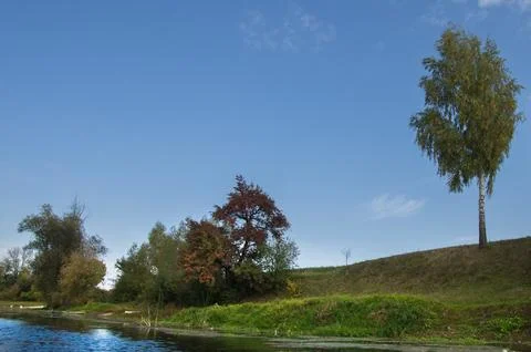 Riverside Meadow with Lone Birch Tree Under Clear Blue Sky Stock Photos