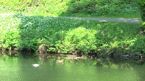 Riverside Path and Mallards Stock Footage 8357575