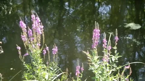Riverside plants Stock Footage 11806777