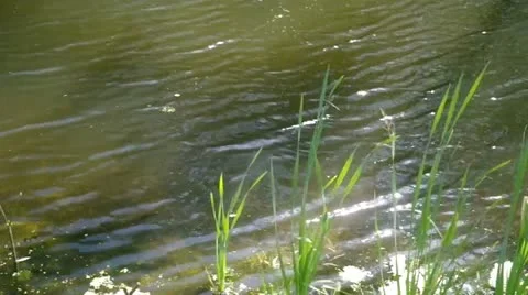 Riverside plants Stock Footage 11806840