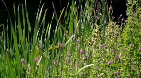 Riverside plants Stock Footage 11806884