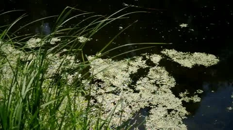 Riverside plants Stock Footage 11806885