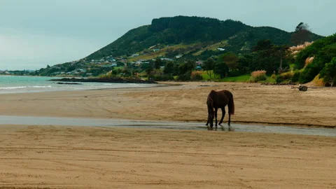 Riverside Refreshment: Horse Drinking by the Beach Stock Footage 250140988