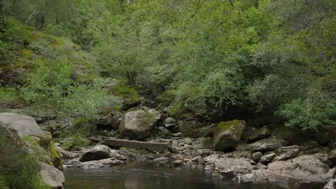 Riverside rocks and foliage pan left to right Stock Footage 112486197