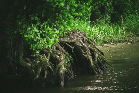 Riverside Roots Stock Photos