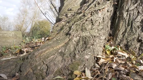 Riverside scene of a large tree and a wooden jetty on the river Stock Footage 94739559