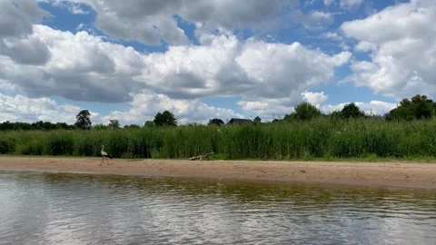 Riverside scene with a stork Video stock 296441826