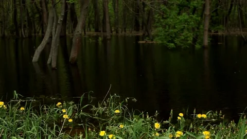 By the riverside in summer. Flooded with river water green grass. Stock Footage 201215002