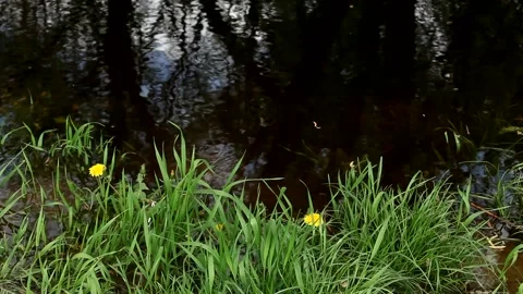 By the riverside in summer. Stock Footage 200784742