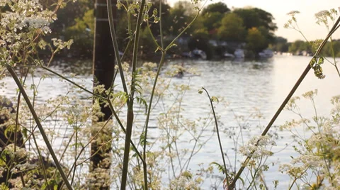 Riverside in Summertime Vídeo Stock 38106496