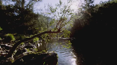 Riverside with Sun peeking through tree flare stream Also in 4K Stockbeeldmateriaal 40688791
