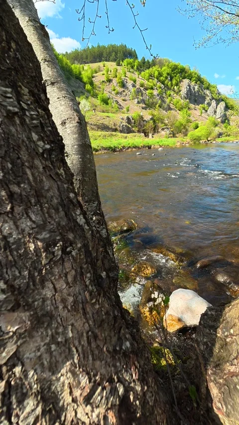 Riverside tree roots anchor in shallow. Vertical POV, Balkan, Eastern Europe Видео 333700753
