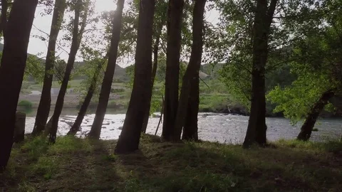Riverside with trees and river Stock Footage 76658406
