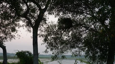 Riverside trees framing calm lake Stock-Footage 329386692