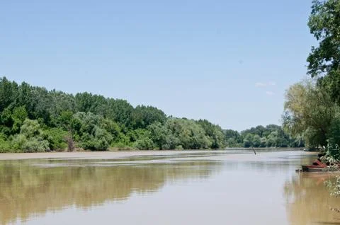 Riverside trees. Stock Photos