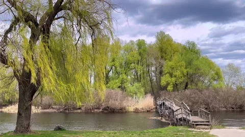 Riverside trees swaying under cloudy spring sky Stock Footage 333458892