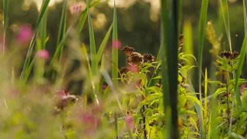 Riverside Vegetation with Blurred Foreground and Background Stock Footage 345184238