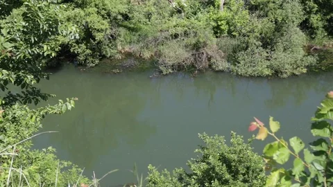 Riverside with vegetation Stock-Footage 80867013