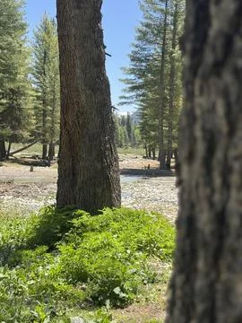 Riverside Vegetation in a Forest Setting Stock Photos