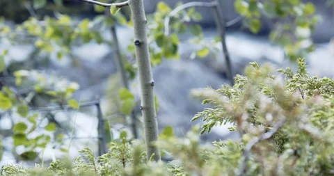 Riverside vegetation with slow view to the river Stock Footage 114667310