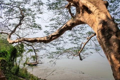 Riverside View with a Large Tree and Sandy Shoreline Stock Photos