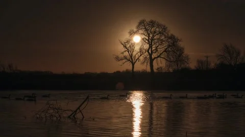 Riverside Winter Sunrise through Tree Silhouette, with a Hundred Ducks! Video stock 147916879