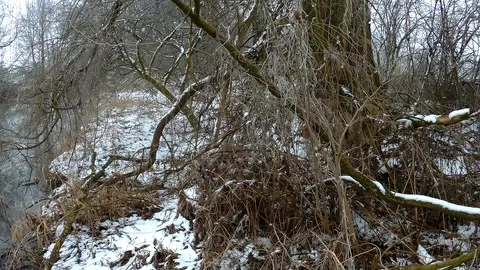 Riverside in winter with tree Stock Footage 87499920