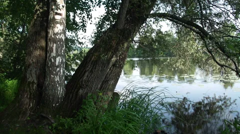 On the riverside.  Zoom lens Stock Footage 36218026
