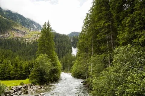 Riverstream through green pine forest Stock Photos