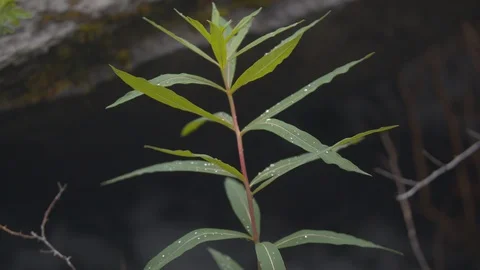 Riverweed 1 Stock Footage 90502132