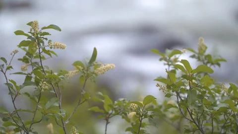 Riverweed 2 Stock Footage 90502111