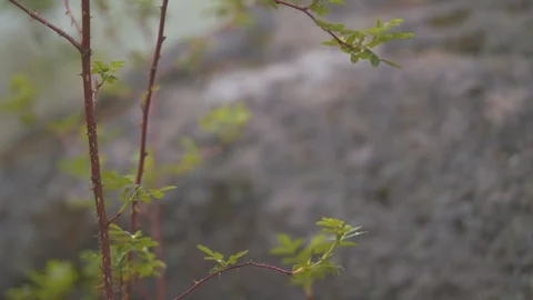 Riverweed 3 Stock Footage 90502349