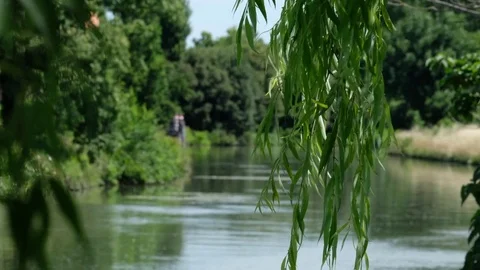 Riviera del Brenta - Willow-tree Stock Footage 76443668