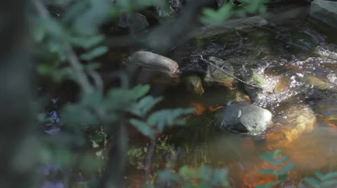 Rivulet mountain stream 02 Stock Footage 27170711