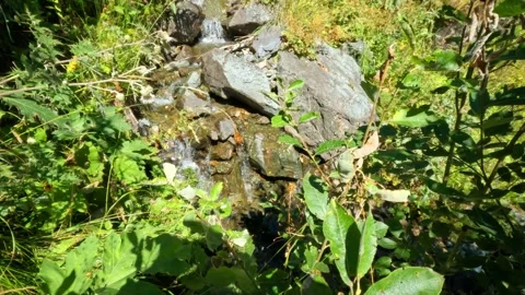 Rivulet or spring with tiny waterfalls in mountain ridge forest Video stock 241608466