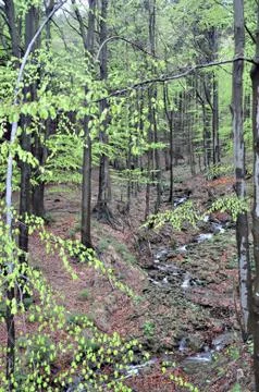 Rivulet Stock Photos