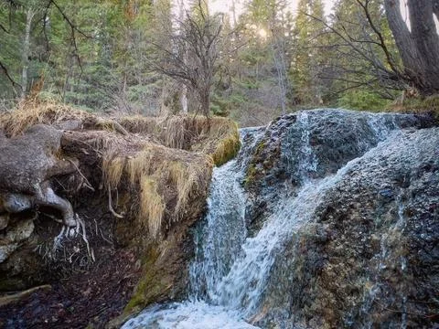 Rivulets in the Forest Foto stock