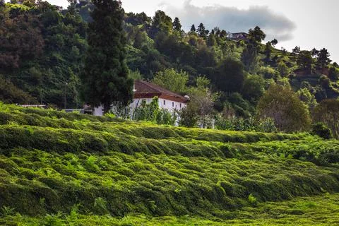 Rize tea plantations Stock Photos