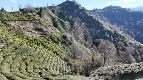 Rize, Turkey. Stock Photos