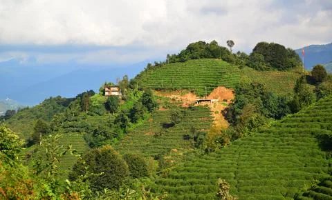 Rize, Turkey. Stock Photos