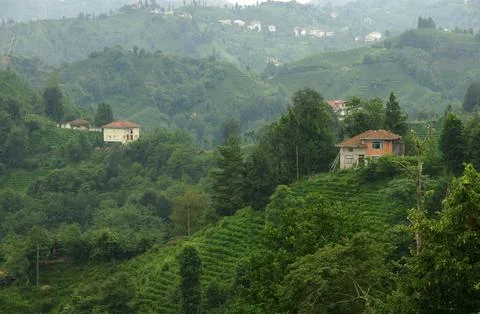Rize, Turkey. Stock Photos