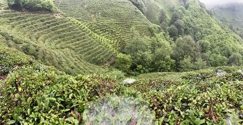 Rize, Turkey. Stock Photos
