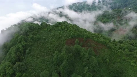 Rize Turkey tea fields cover green hillsides under fog - Rize Tea and Green Tea Stock Footage 339340527