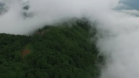 Rize Turkey tea fields cover green hillsides under fog - Black Tea and Tea Farm Stock Footage 339340638