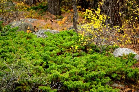 Rmnp  - 102 Фото
