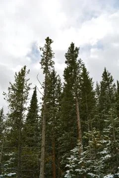 Rmnp  - 145 写真素材