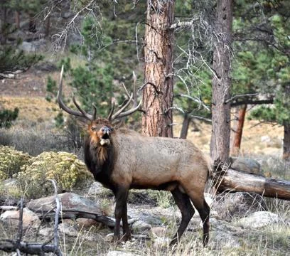 Rmnp 2 - 031 Fotos Stock