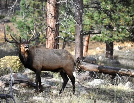 Rmnp 2 - 049 스톡 사진
