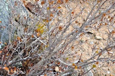 Rmnp 2 - 577 스톡 사진