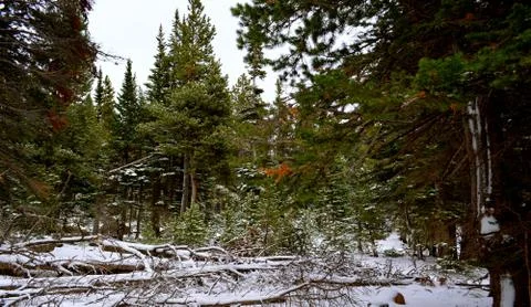 Rmnp  - 249 Fotos Stock